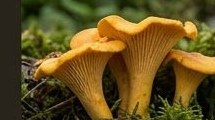 Chanterelle mushrooms