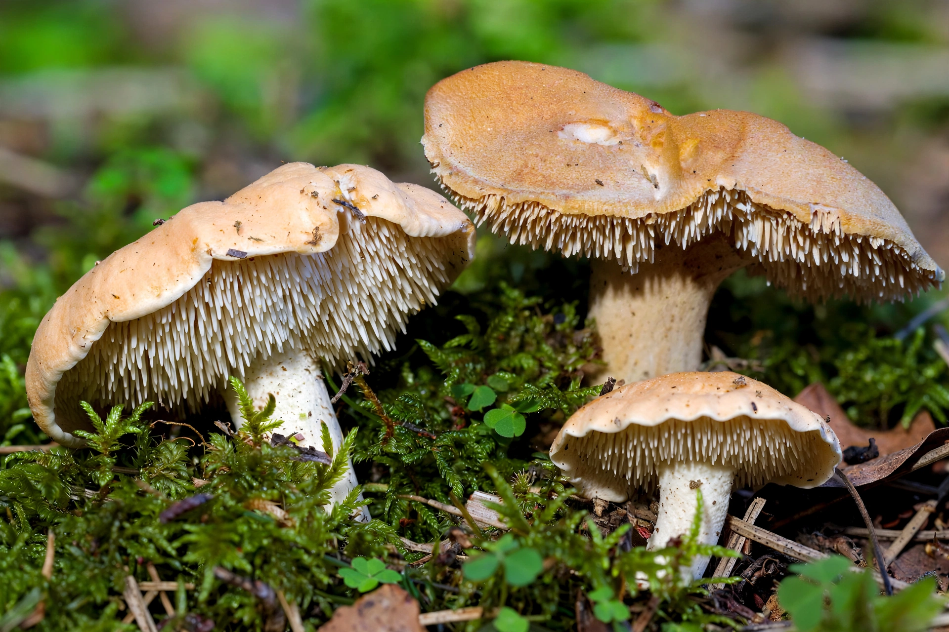 Hedgehog mushrooms