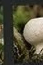 A white puffball mushroom